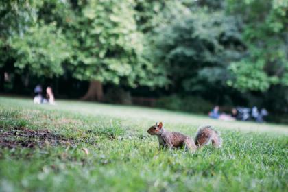 Safestay London Kensington Holland Park - image 2