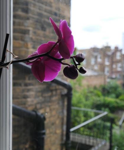 Quaint Apartment in Primrose Hill London - image 8